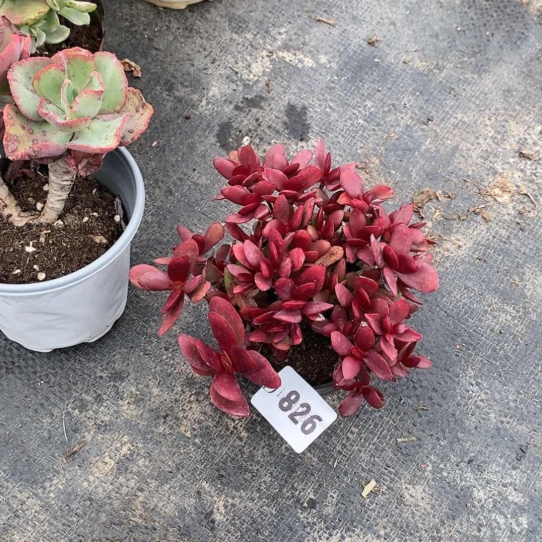 九**柏826紫蝶多肉植物