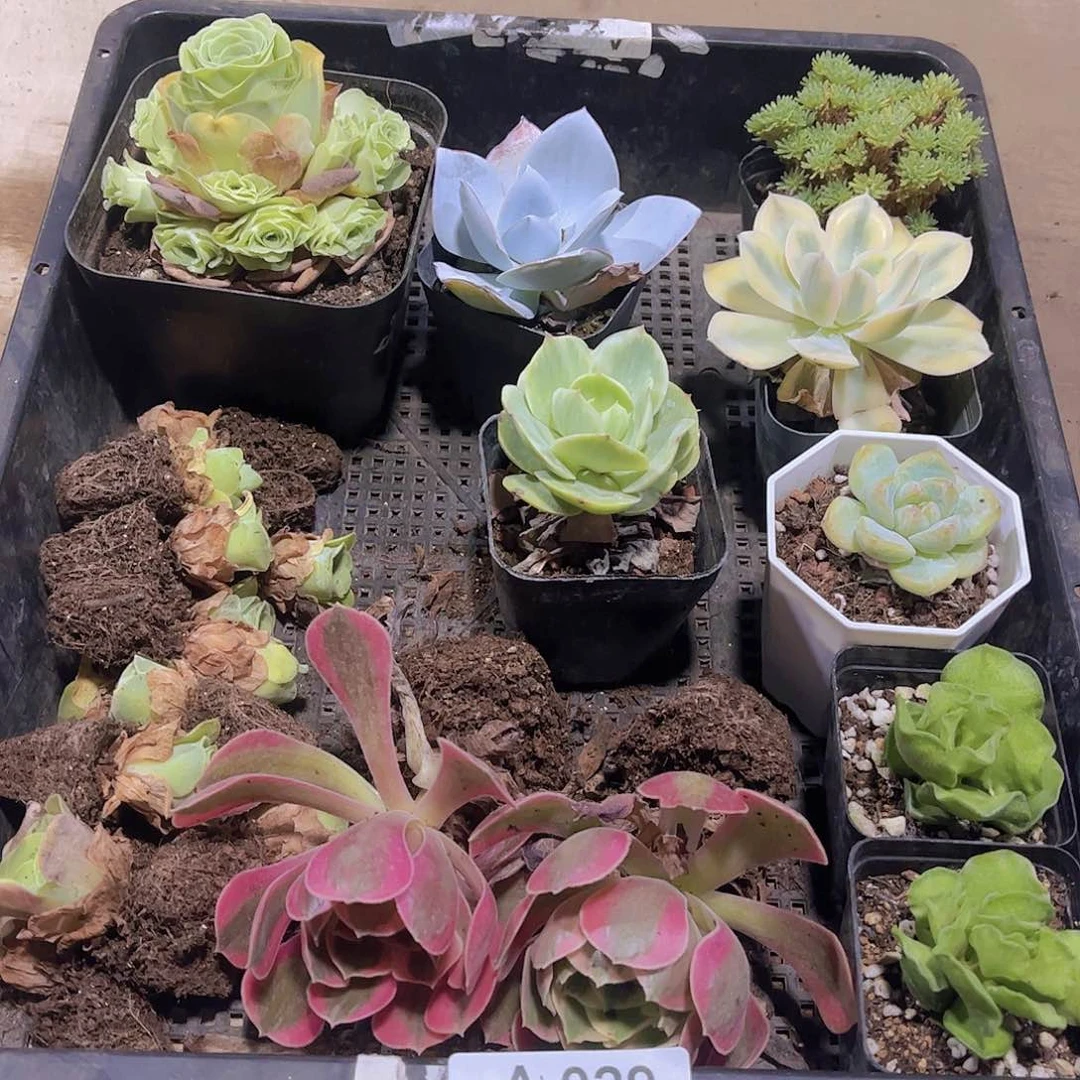 多肉029多肉植物