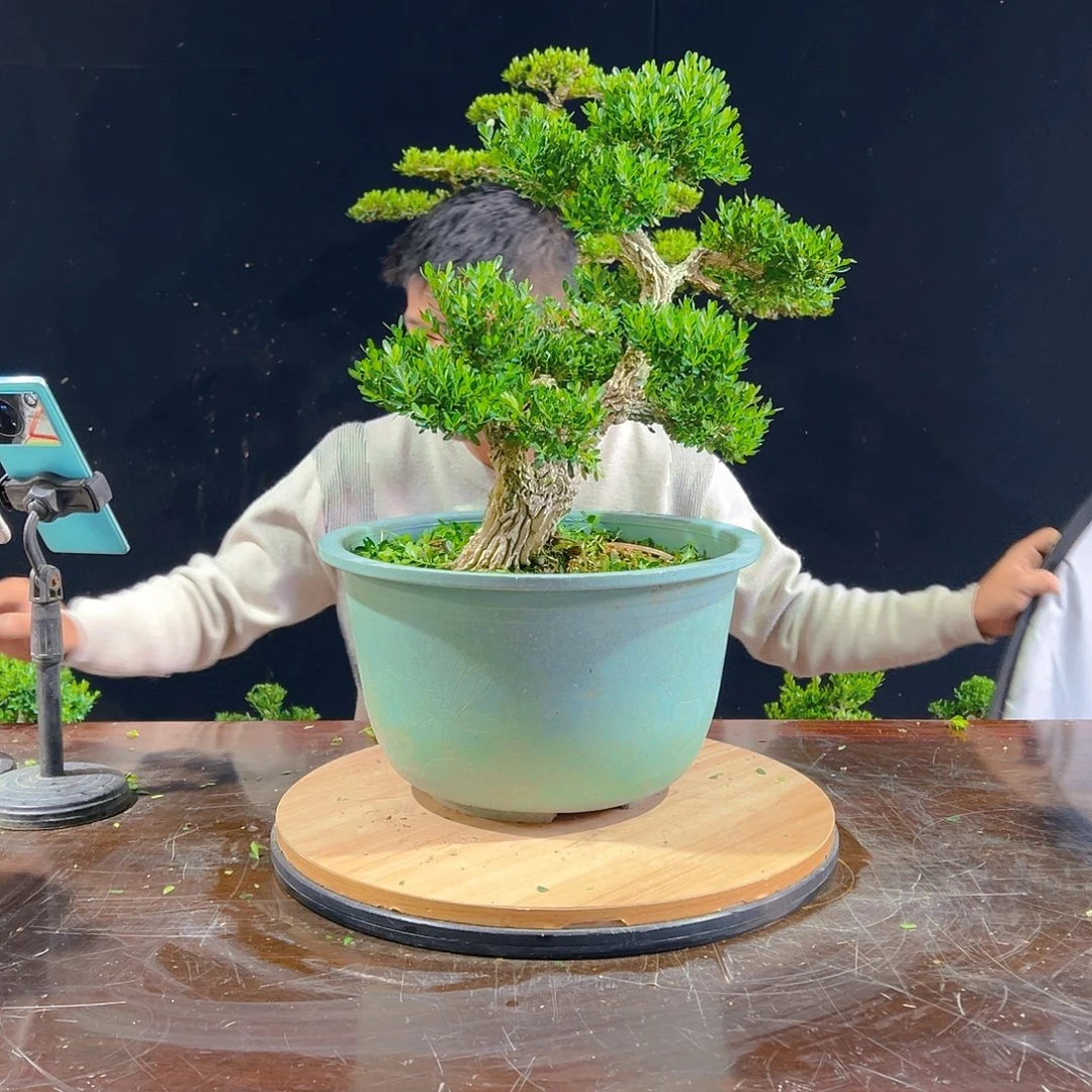 无花朵广东雀舌皱皮黄杨盆景