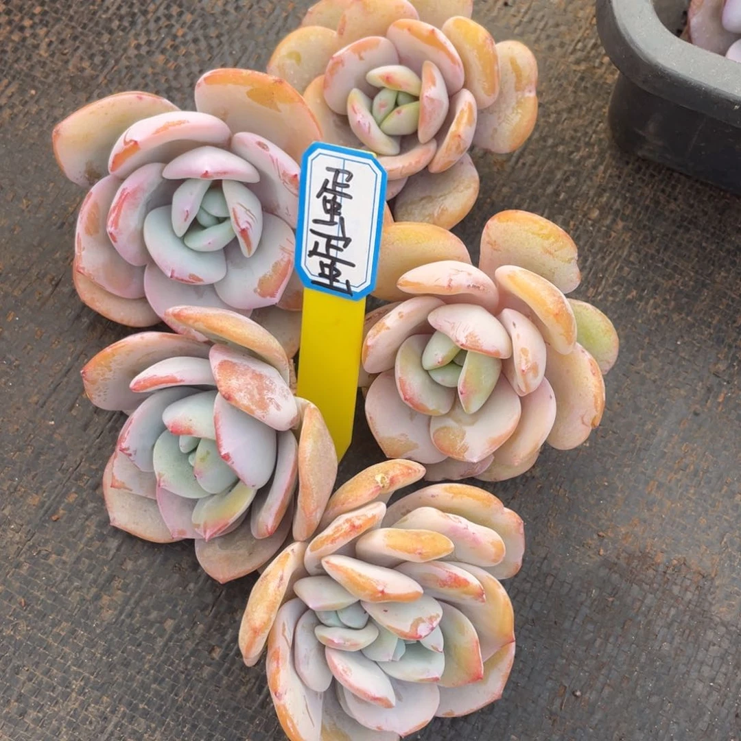 蛋****蛋姐姐说要买东西的时候不要