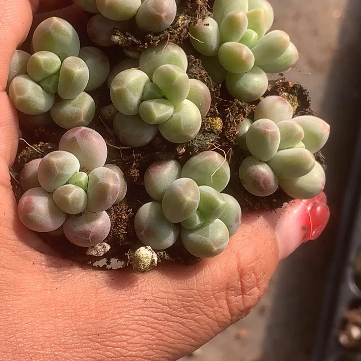 咖啡。拍3发4颗。拍5发7。拍10发15颗