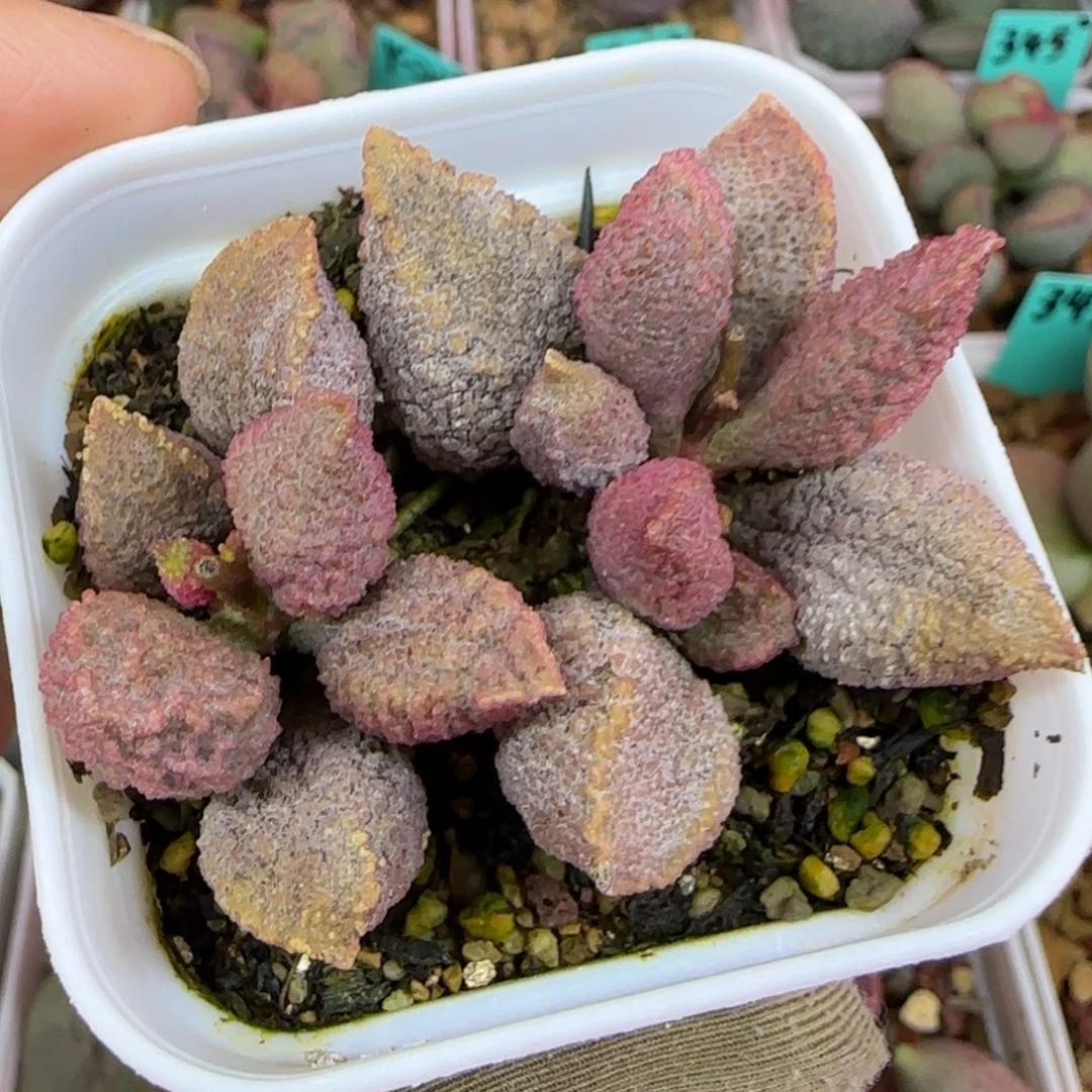 实生桩子，带盆发货，型似火苗