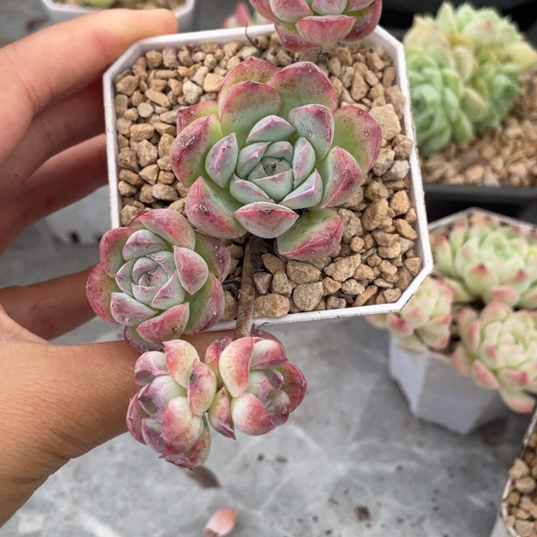 月杂飘枝四头满35包邮