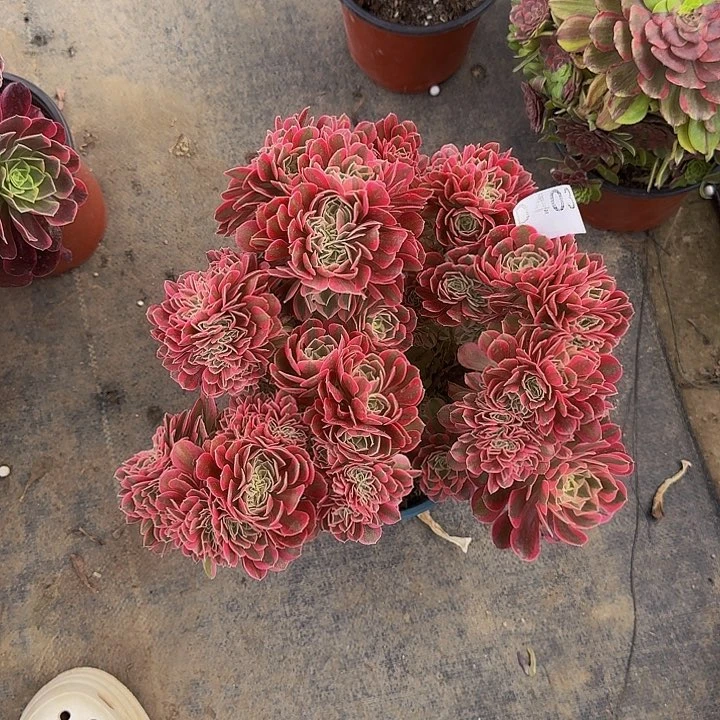 &****@0000000000403补差价