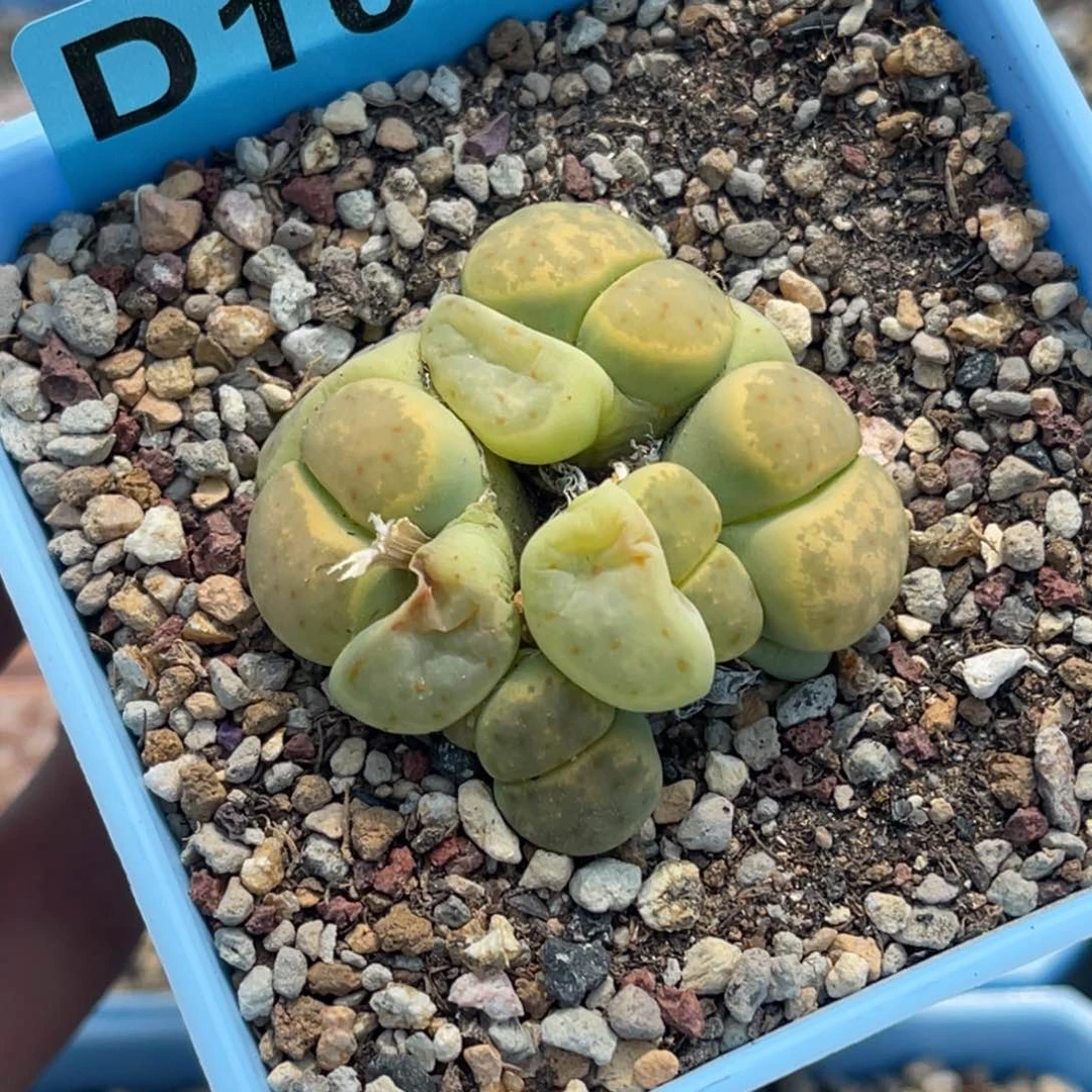 1031四头绿神笛群一颗