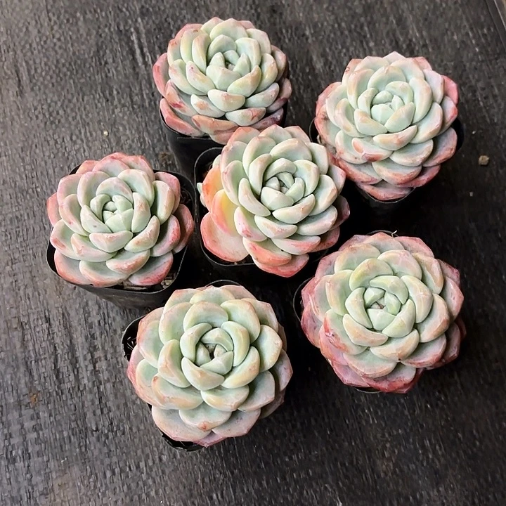 多肉植物，奶油冰玉