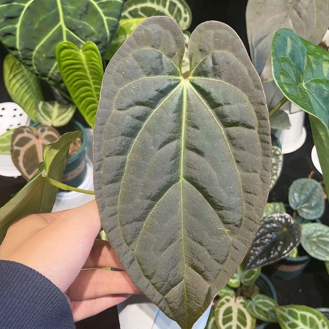 不开花植物奢华杂papi