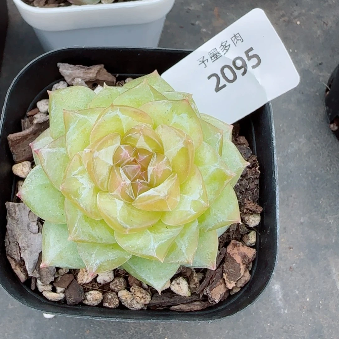 落日珍妮，2095多肉植物