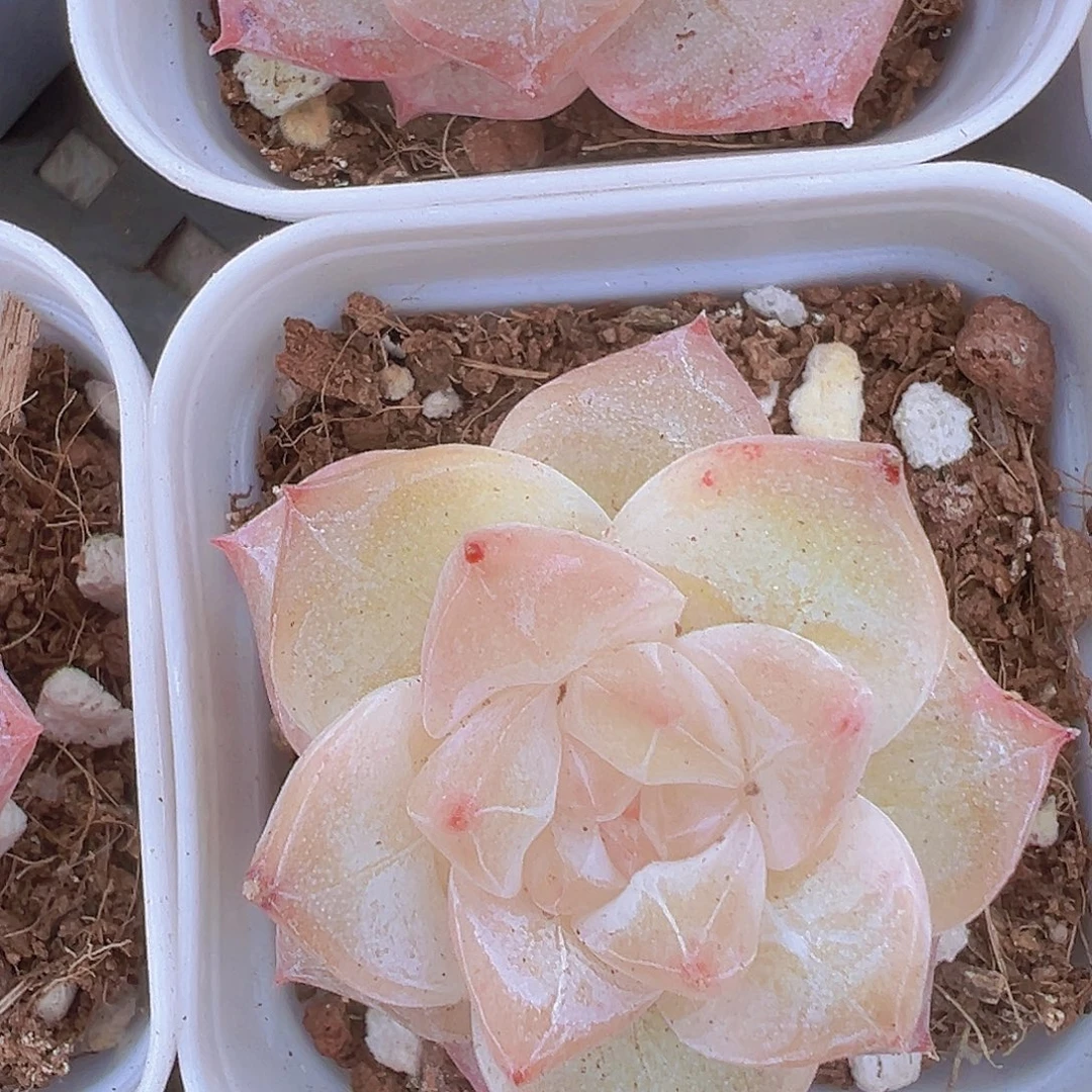 冰钻19包邮多肉植物