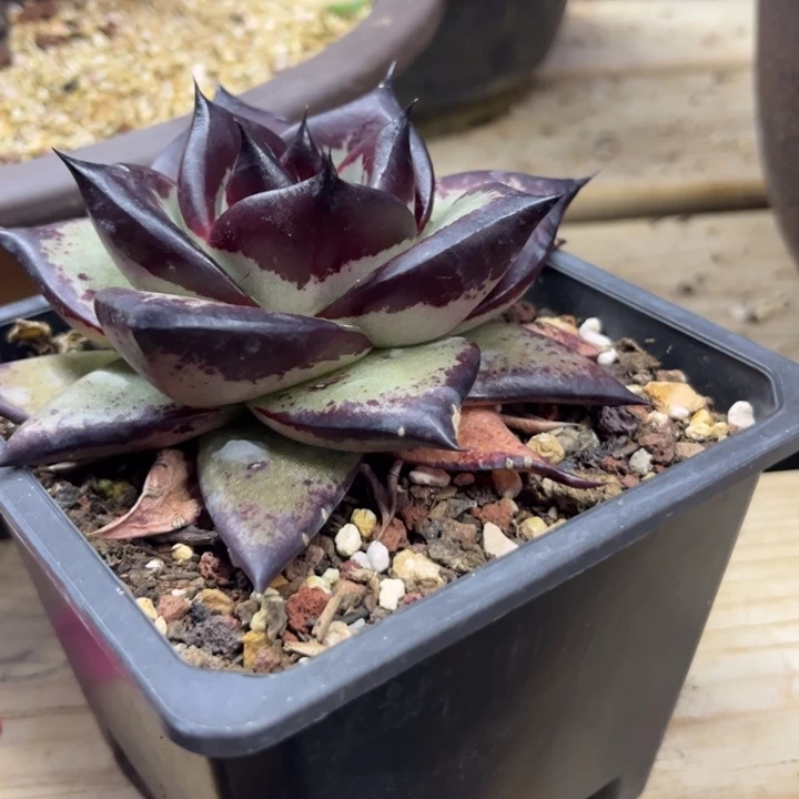 瓷白底润到离谱111111111