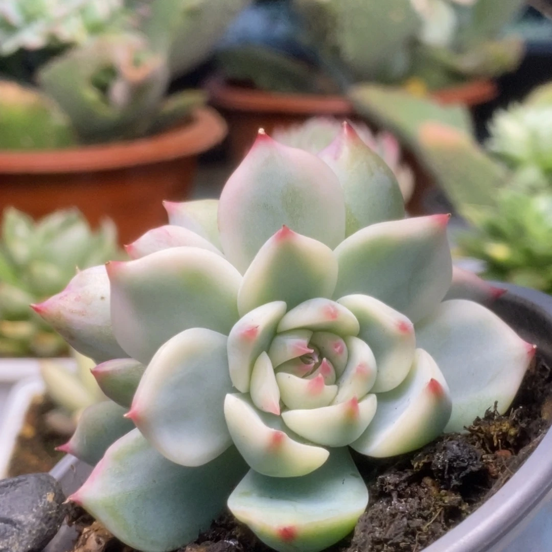 541锦锦锦锦锦锦锦锦