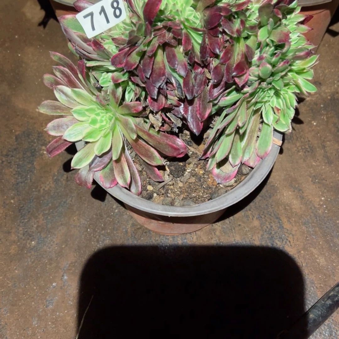 718 号多肉植物法师新年福利