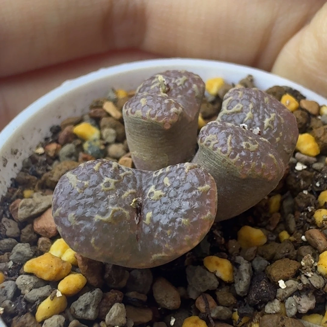 57号三头大窗泡泡勋章一物一拍