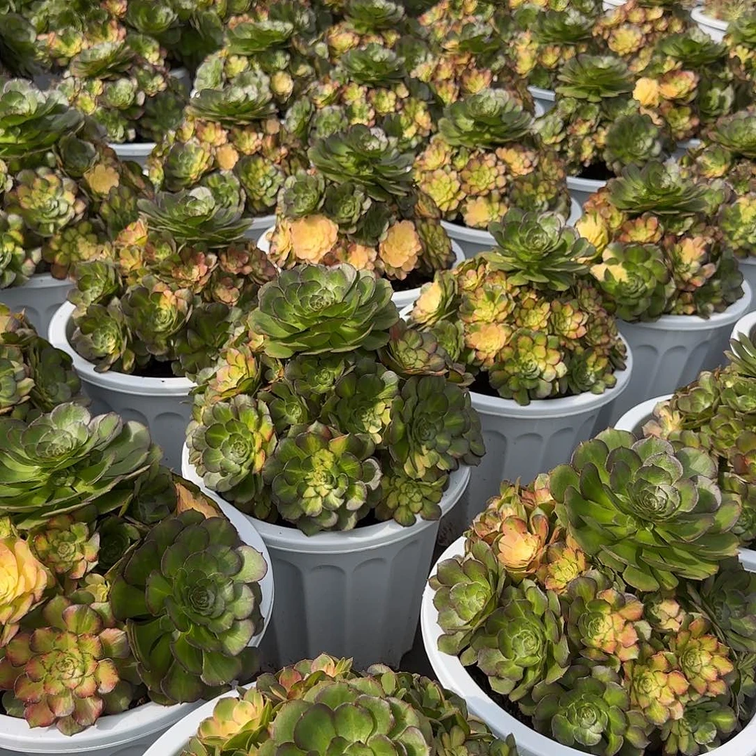 一***水8888寄养发货一池秋水