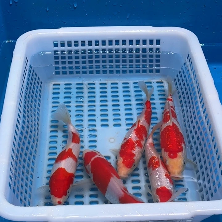 中国大陆拉罗饿了七八嗯