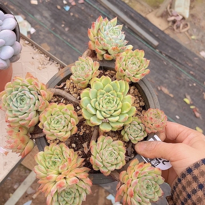麦秆2179多肉植物
