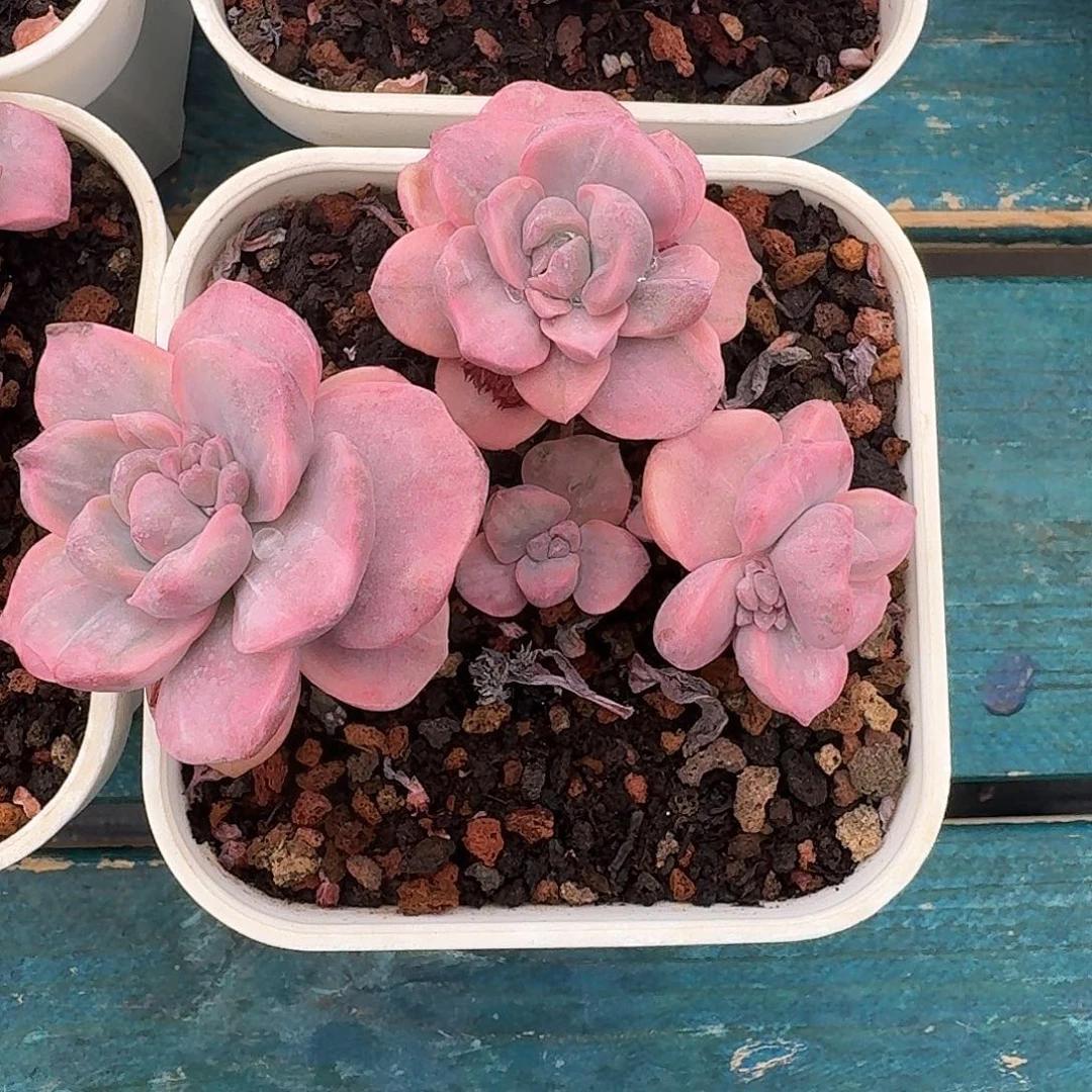 从前慢多肉编号彩虹糖锦