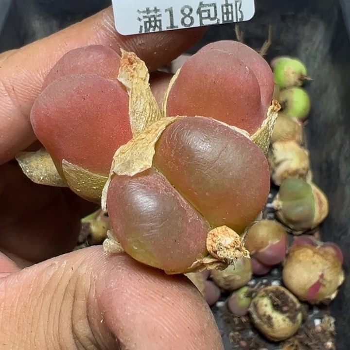 【闪购商品】 1199。