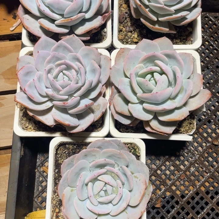 燕***姐韩版奶茶尺寸11-13拍1发5