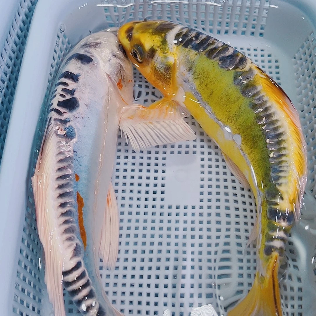 海水鱼锦鲤冷水鱼102