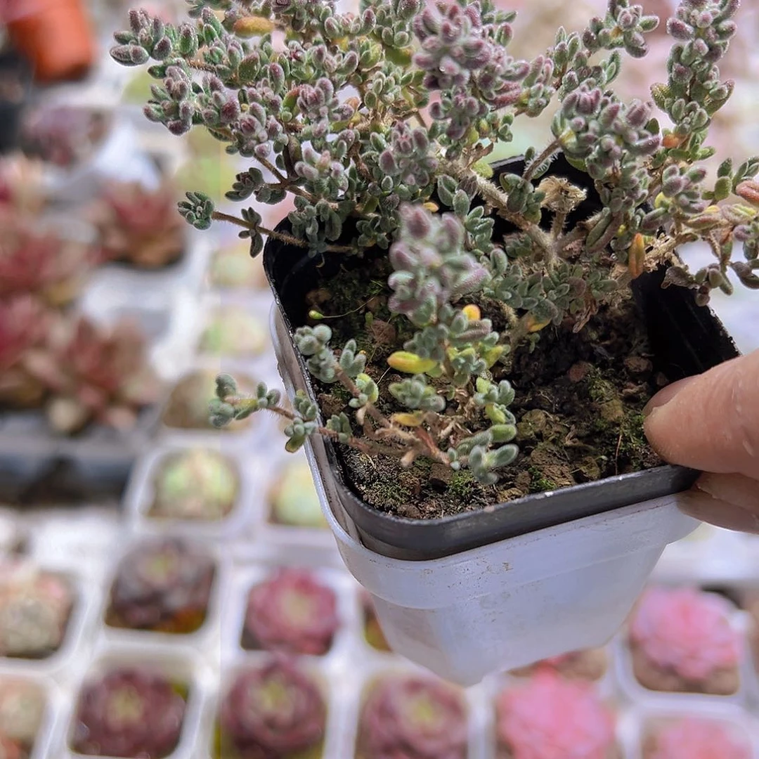 红宝石枝干19包邮