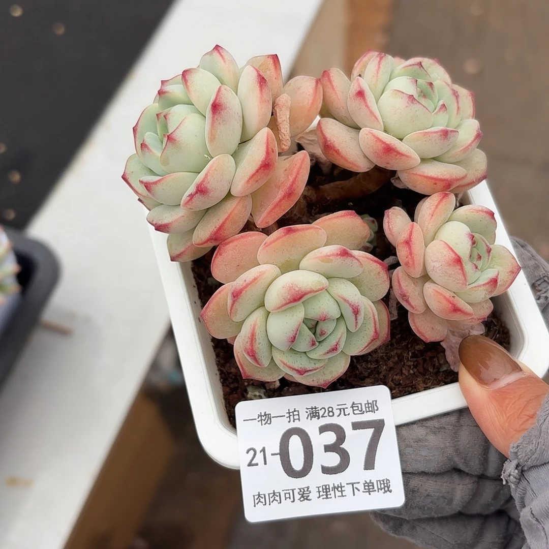 白底香草无盆土发货无盆土发货无