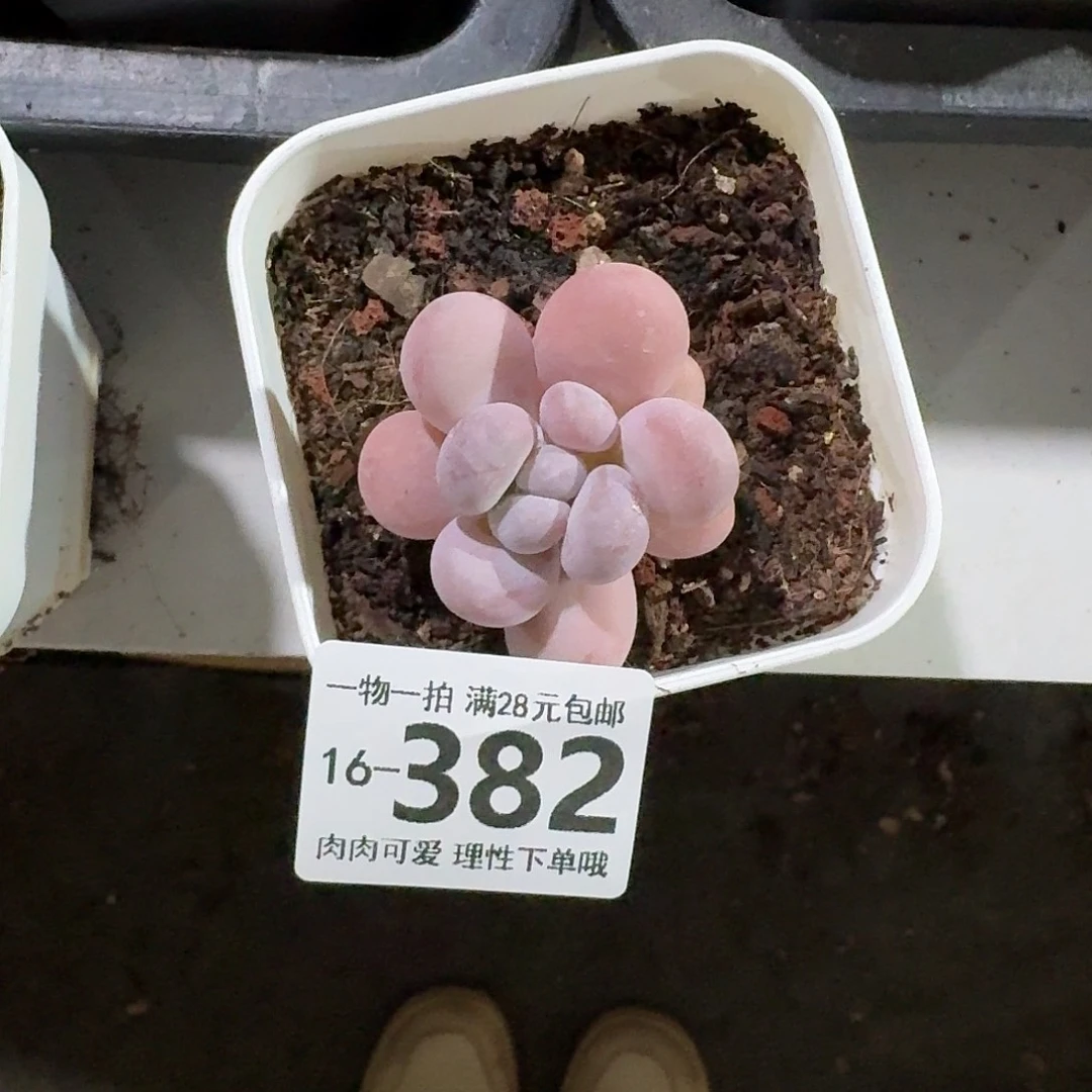 橙奶无盆土发货无