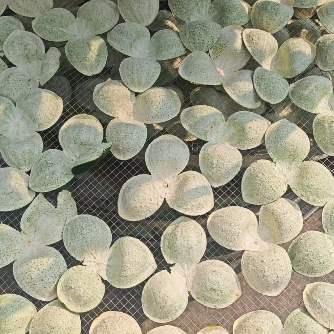 天马2025年二红天然生晒