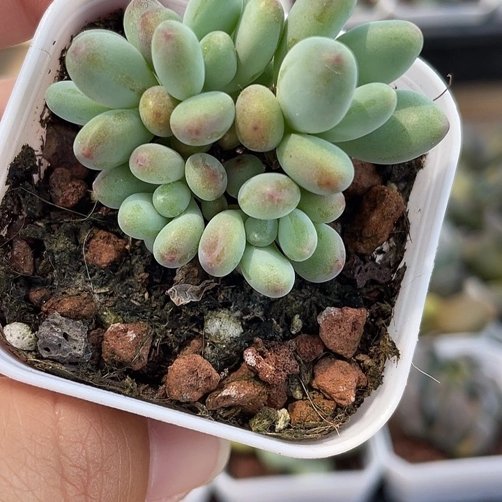 苹果奶带盆发5头群