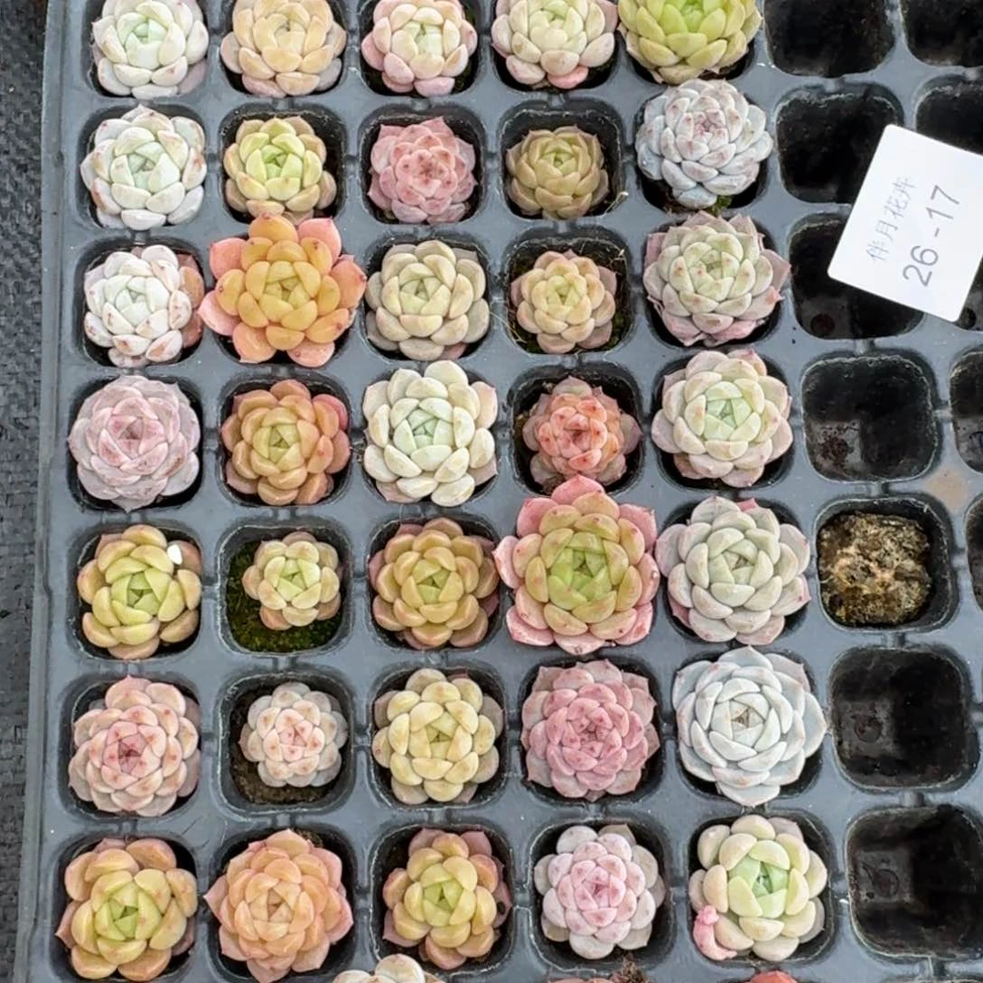 绿姬糖心量拍四十颗26-17