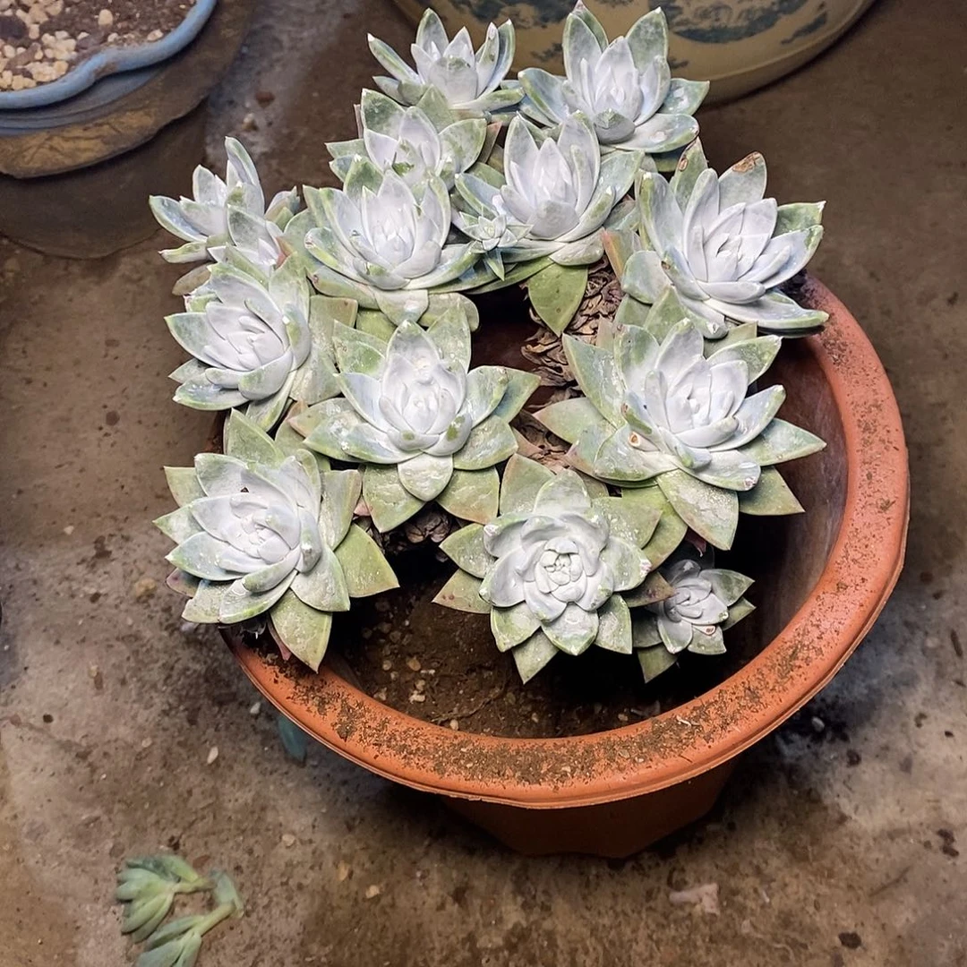 A**牛一物一拍，多肉植物