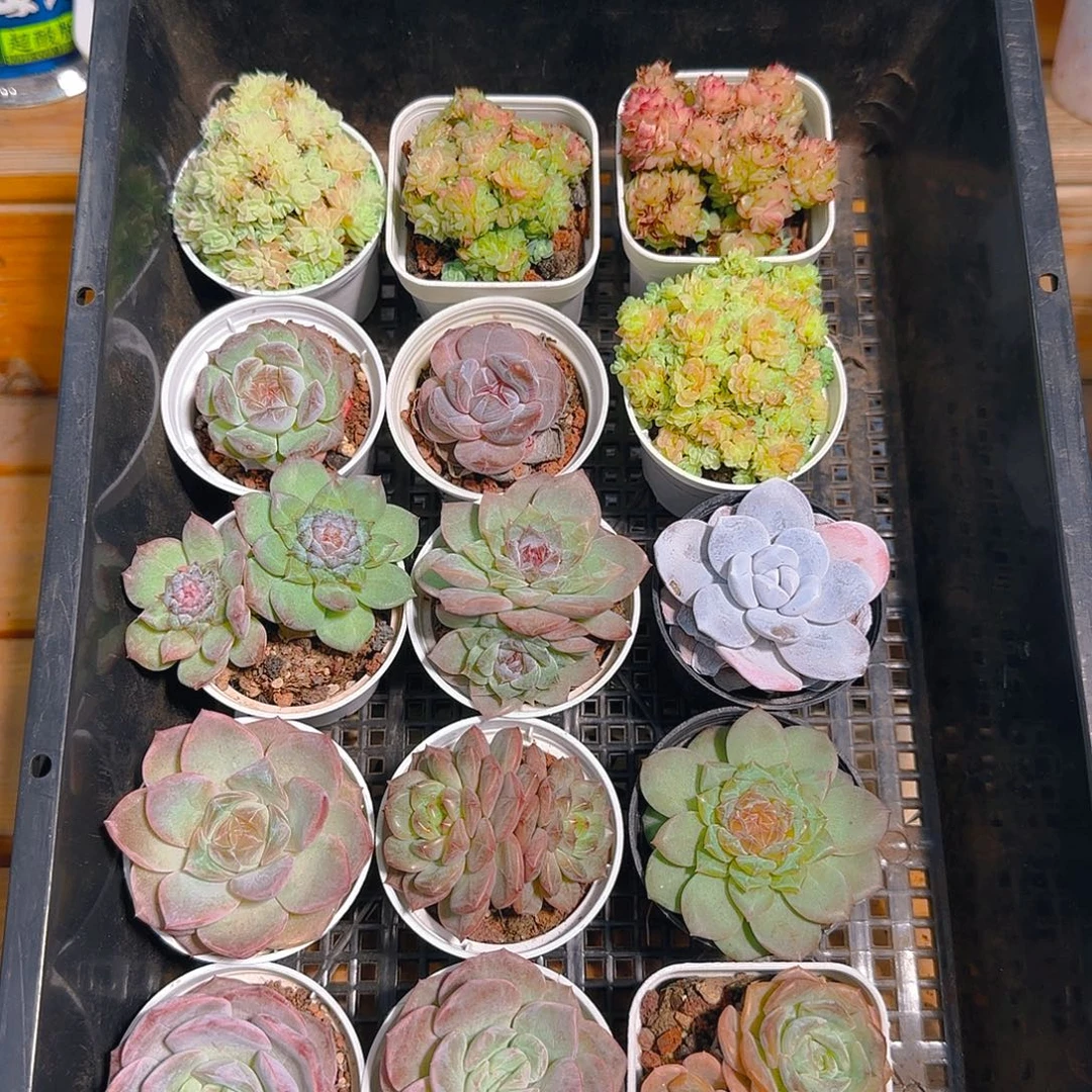 多肉框拍1022--37