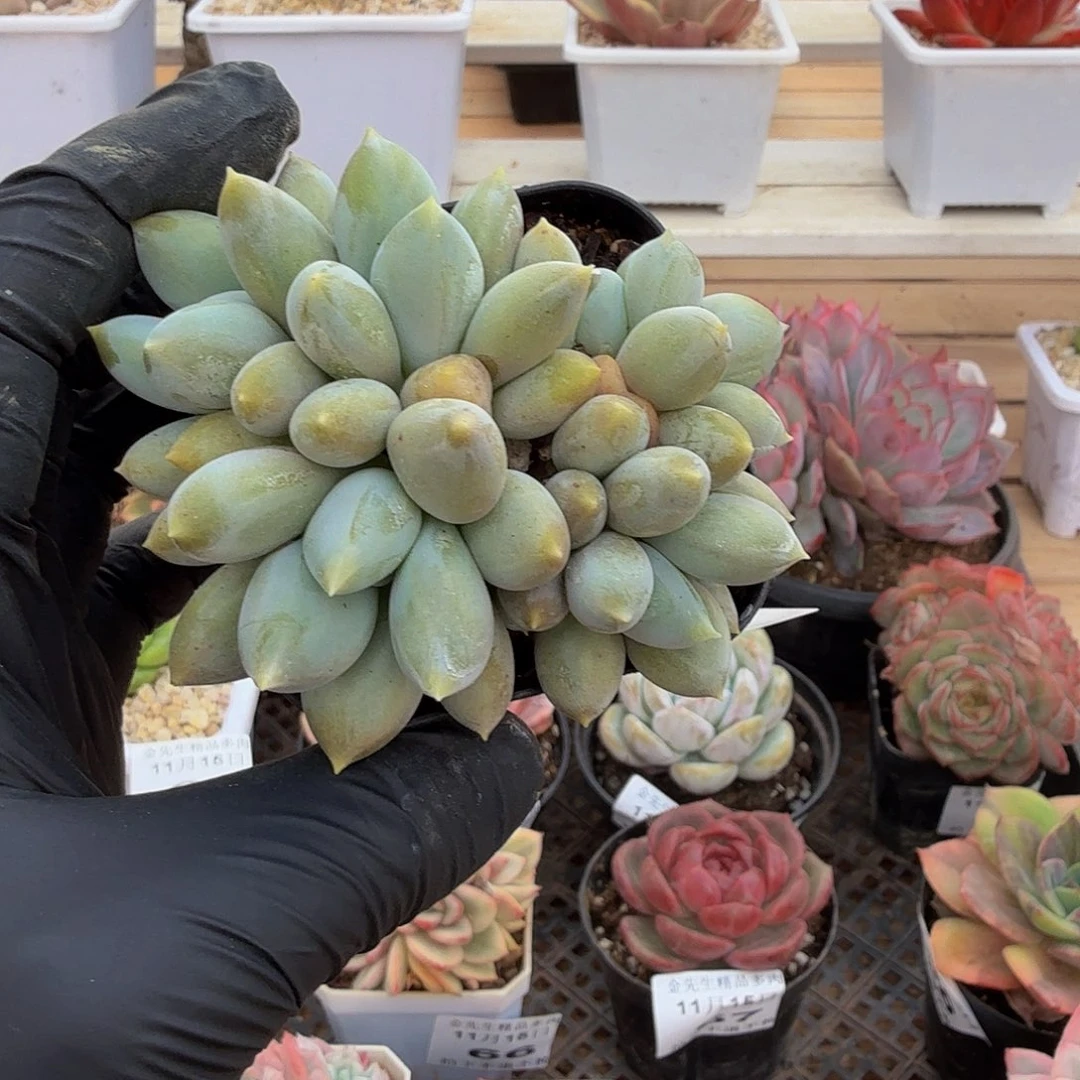 1115-72胖体哥特萝莉