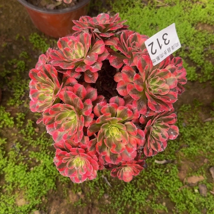 红彤白一物一拍312