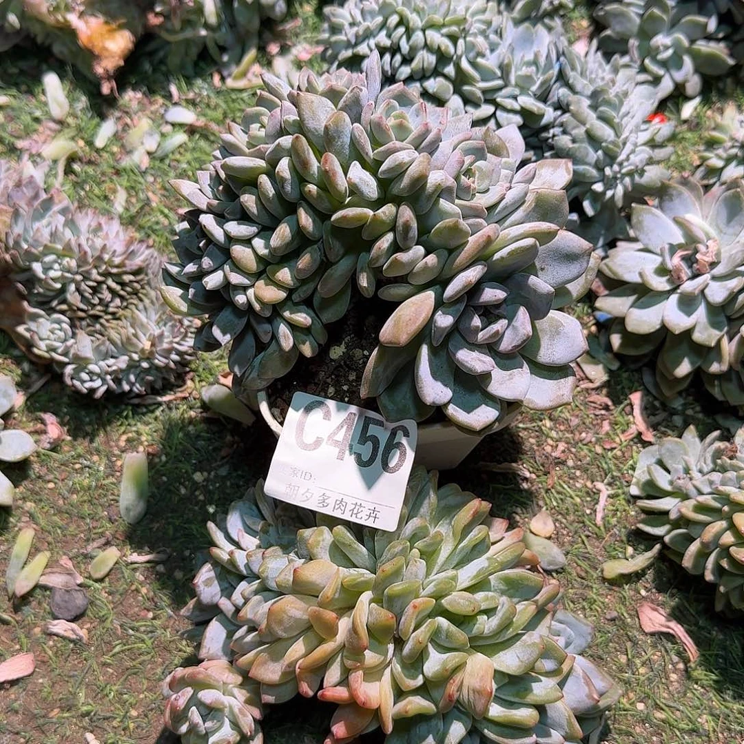 星影朵朵福利呀呀呀