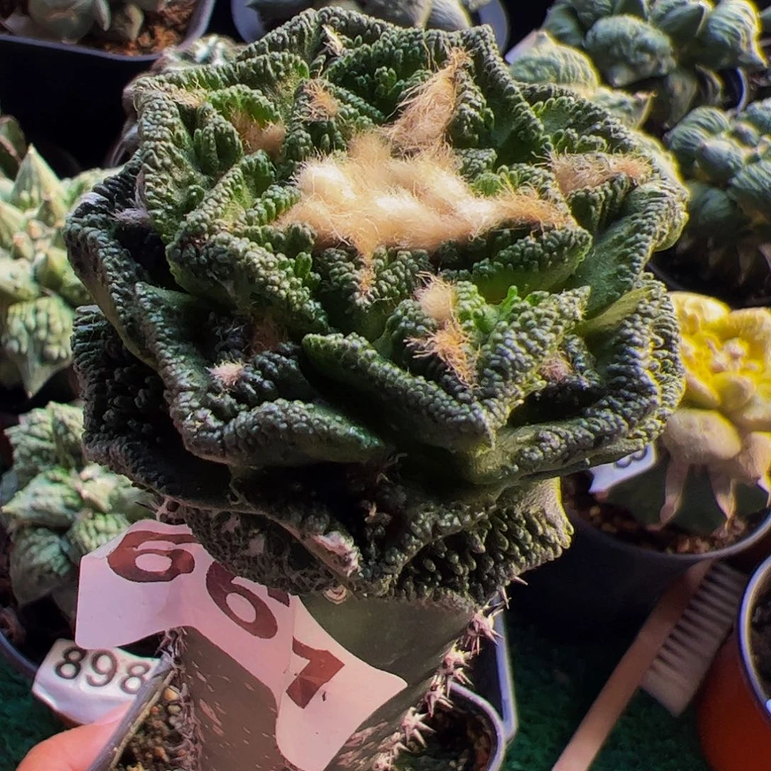 无花朵福利深隔尤辛顿牡丹661