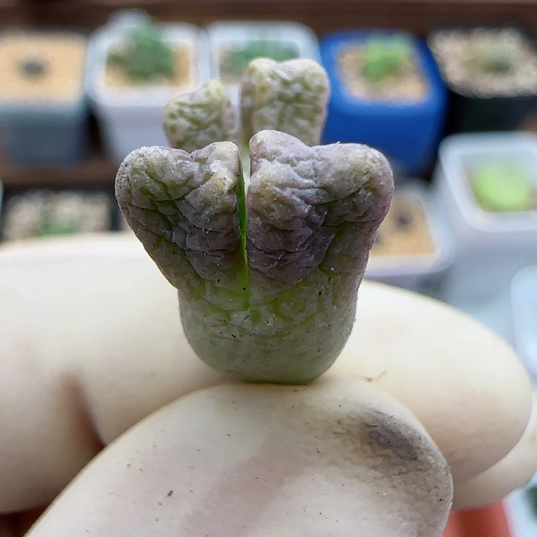 719鹿角斑马福利