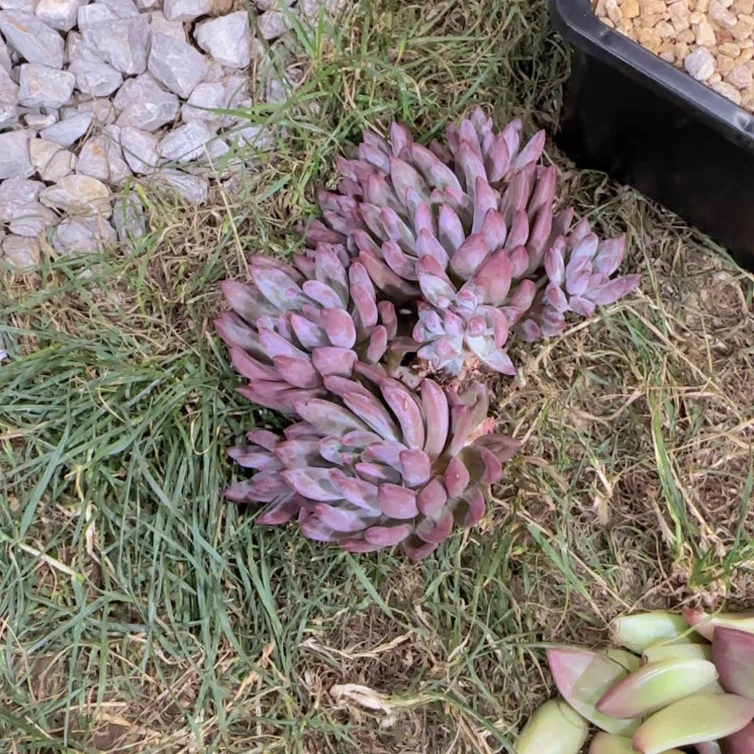 如烟美人多肉植物 000