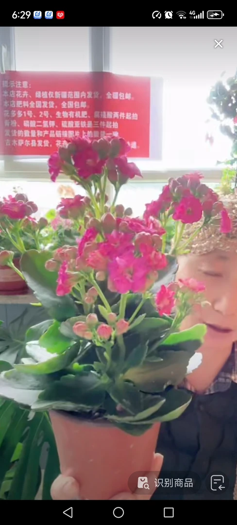 紫色满天星一盆包邮