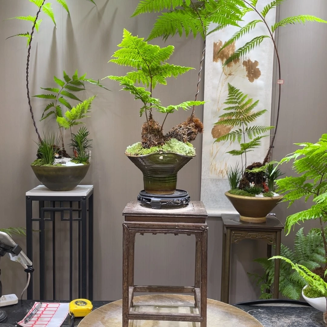 青***沐蕨类植物和灌木丛