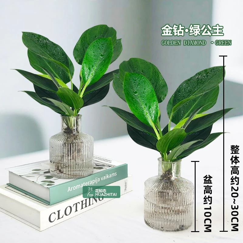 【买一送一】金钻绿公主水培室内桌面绿植好养懒人观叶植物20-30cm