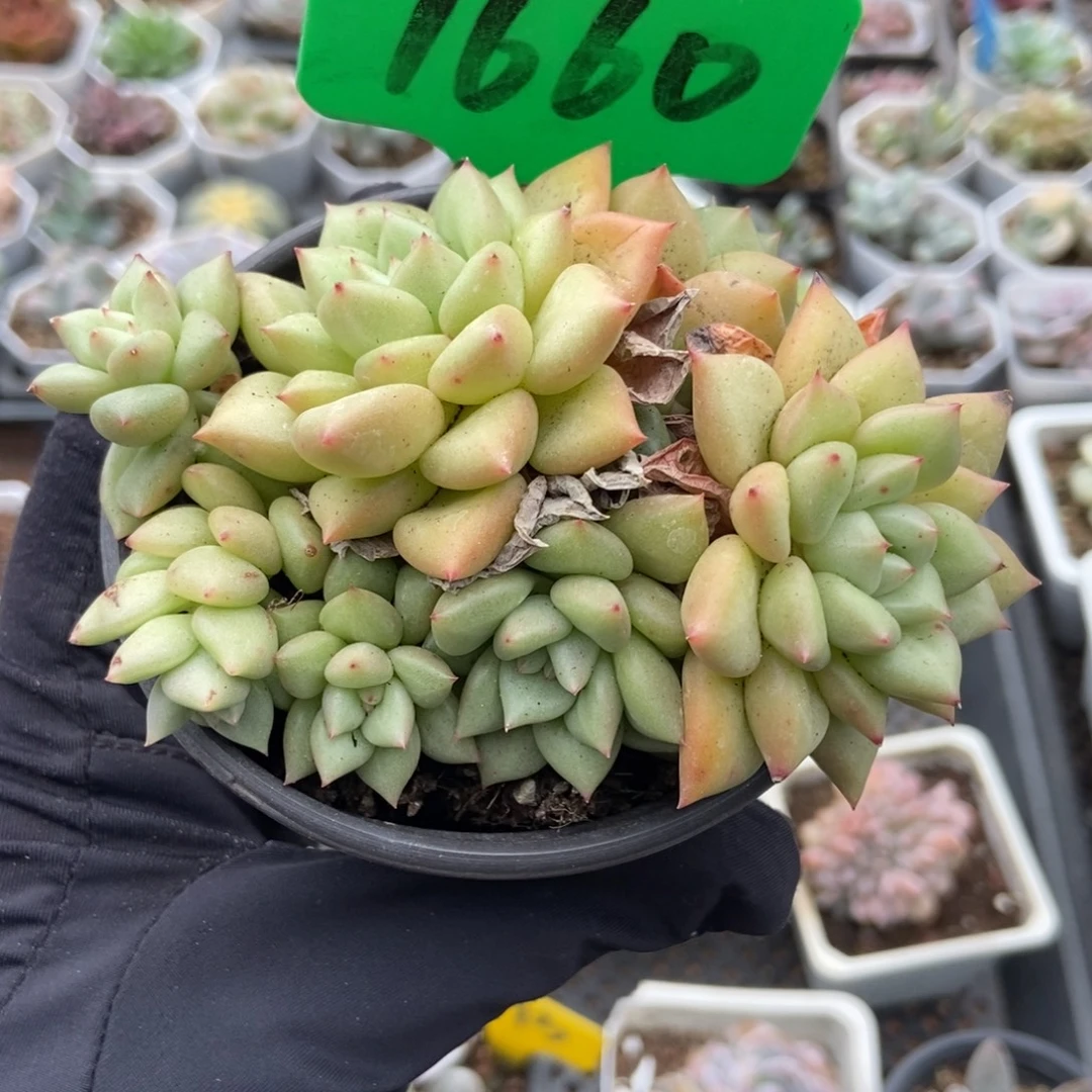 1660黄金象牙多肉植物