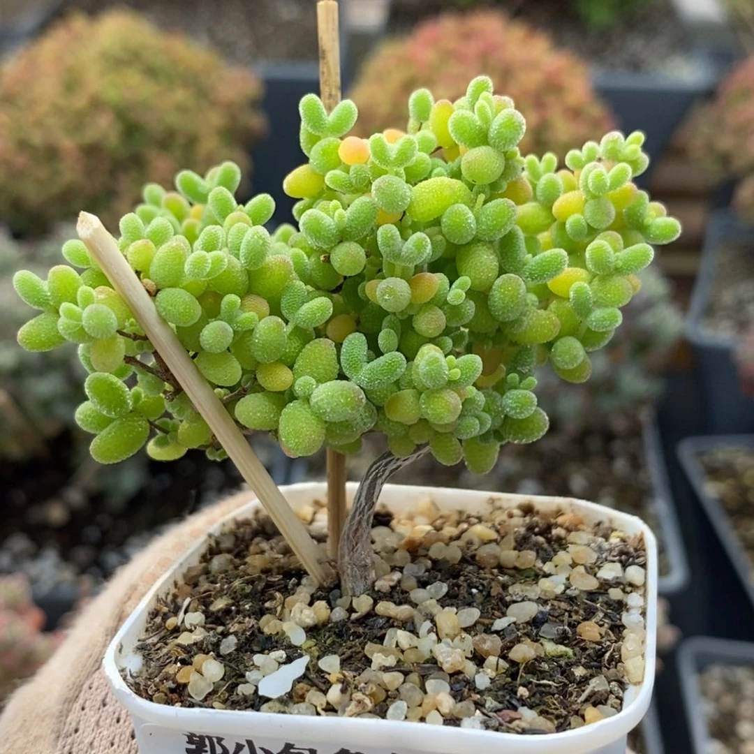 蜜橘糖球6542枝干番杏