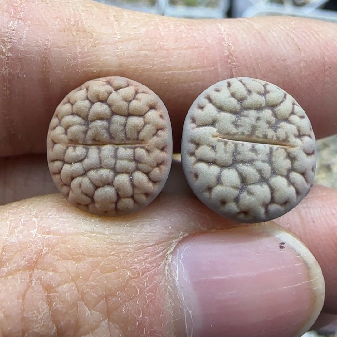 550 清框福利30包邮