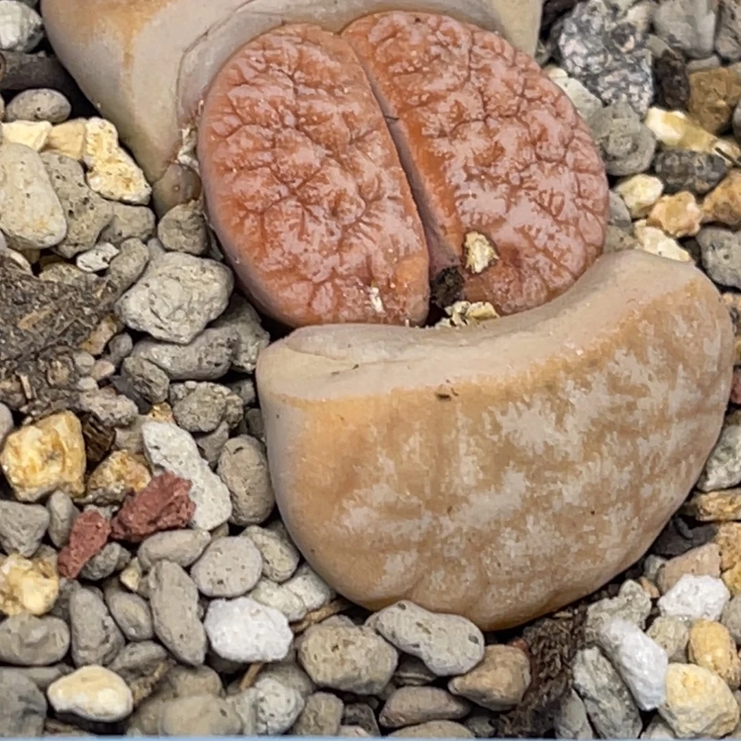 6675拿铁凹凸189睫毛