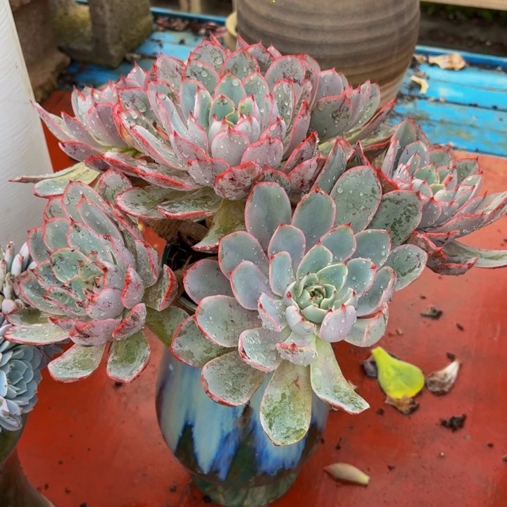 初***初老桩精品肉肉赫拉