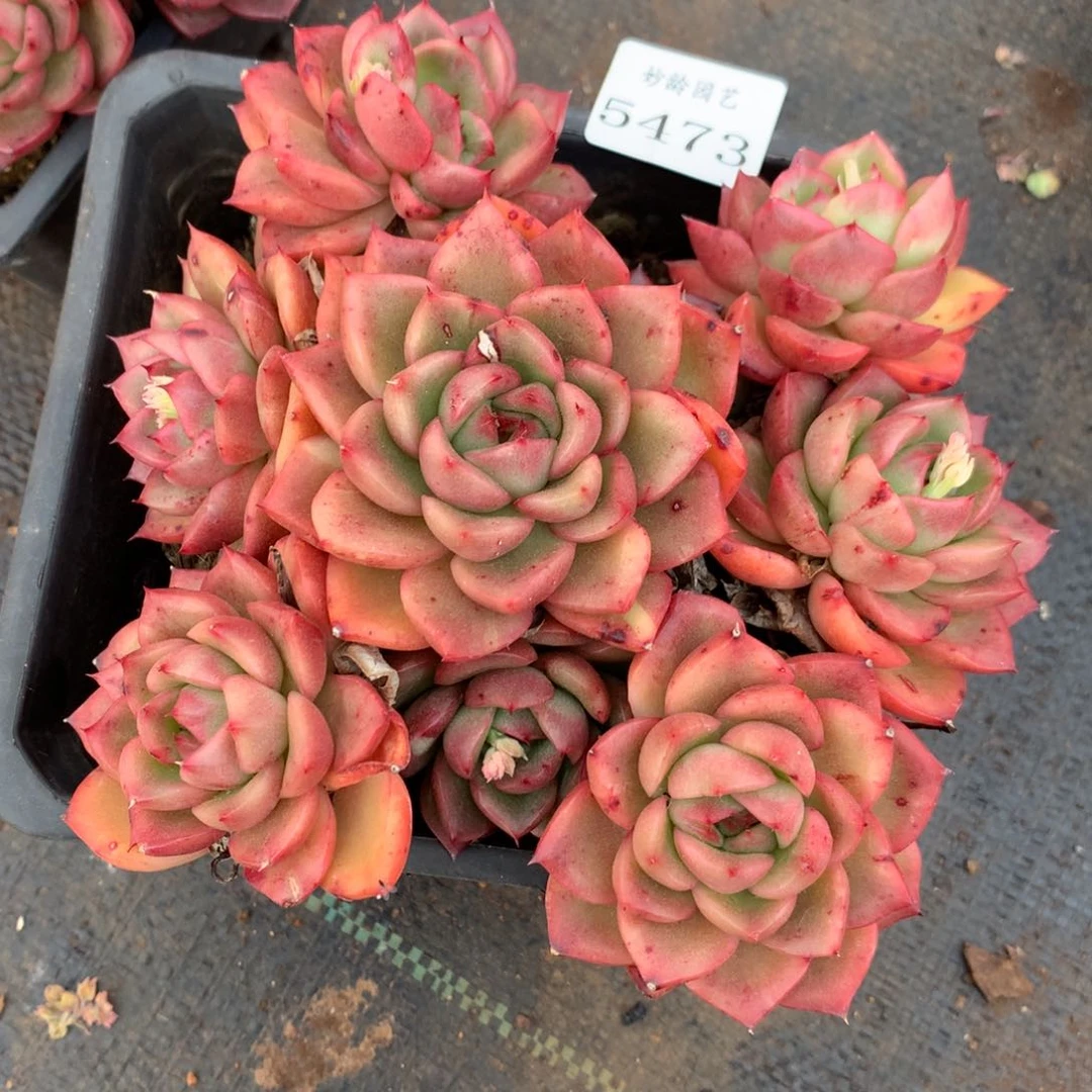 5473杂交精品基地15厘米