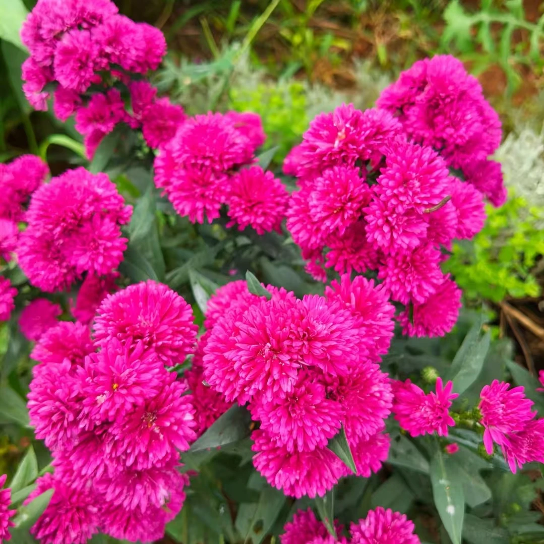 一加仑紫菀莎夏盆栽多年生耐热耐寒花期长庭院阳台好养易活