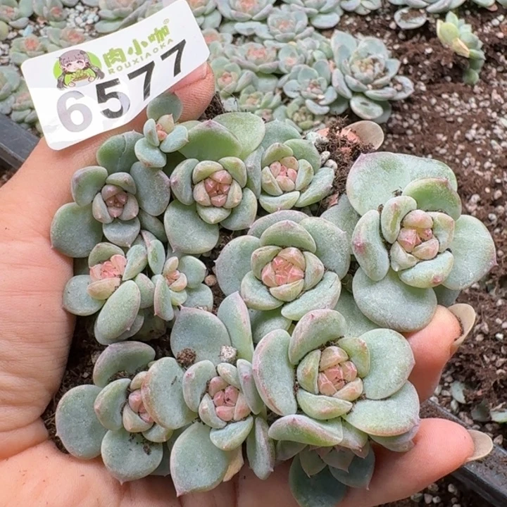 多肉植物多肉植物