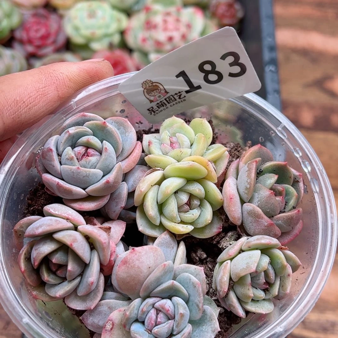 多肉植物多肉植物